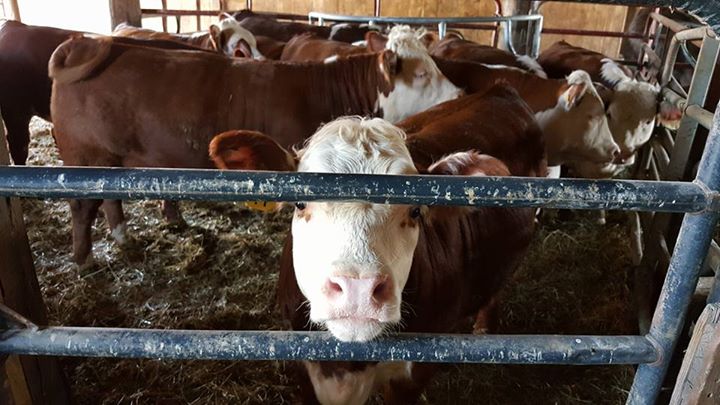 Purebred Hereford- Bred Heifers, open heifers and steers.